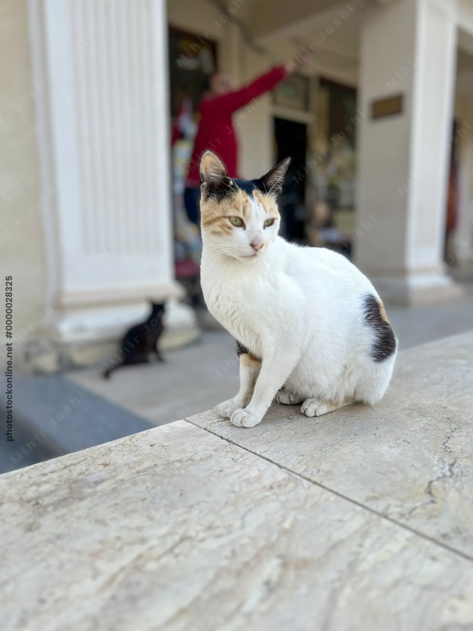 Alexandria, Egypt - Feb 13, 2025: Stray calico cat sitting on a marble ledge with another cat in the background near a building entrance.