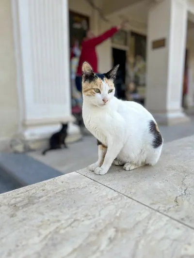 Alexandria, Egypt - Feb 13, 2025: Stray calico cat sitting on a marble ledge with another cat in the background near a building entrance.