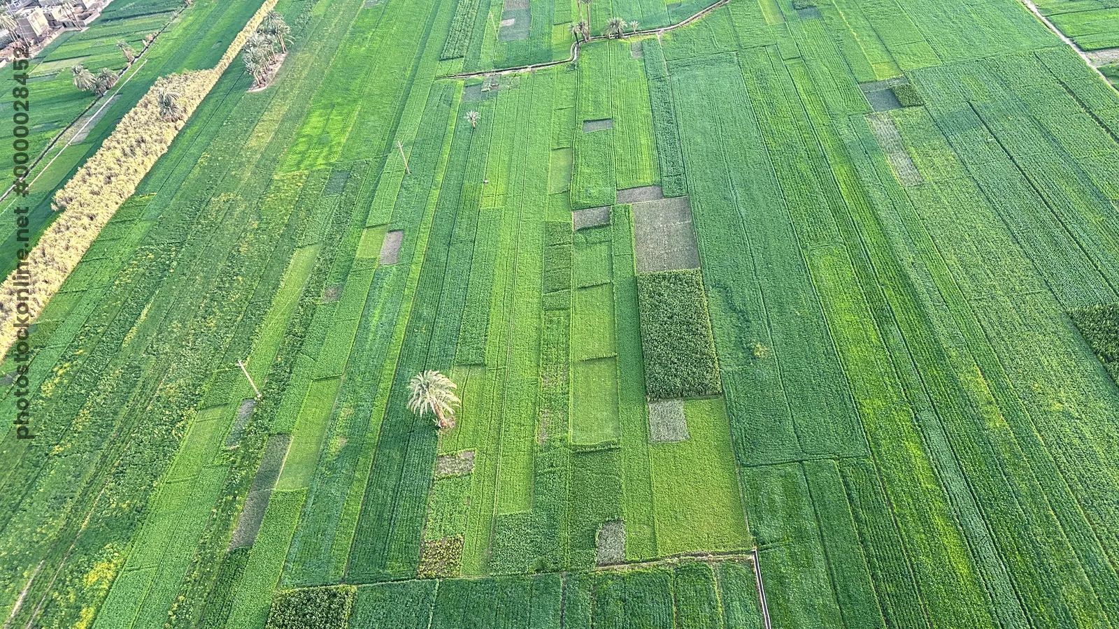 Aerial view of lush green agricultural fields in Luxor, Egypt, showing patchwork farmland captured during a hot air balloon flight.