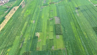 Aerial view of lush green agricultural fields in Luxor, Egypt, showing patchwork farmland captured during a hot air balloon flight.