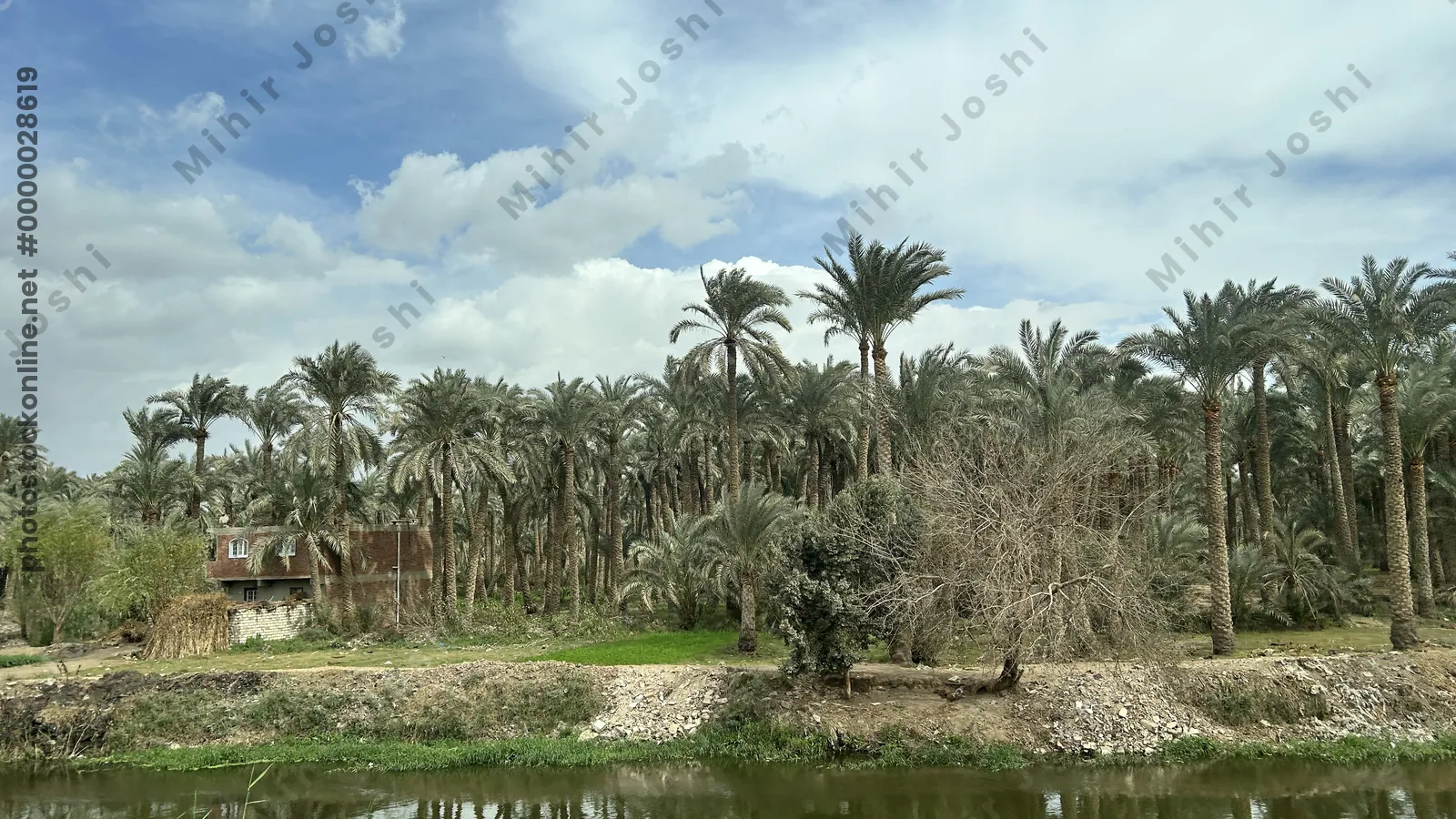 Nile River with dense palm trees, clear blue sky, and scattered clouds.