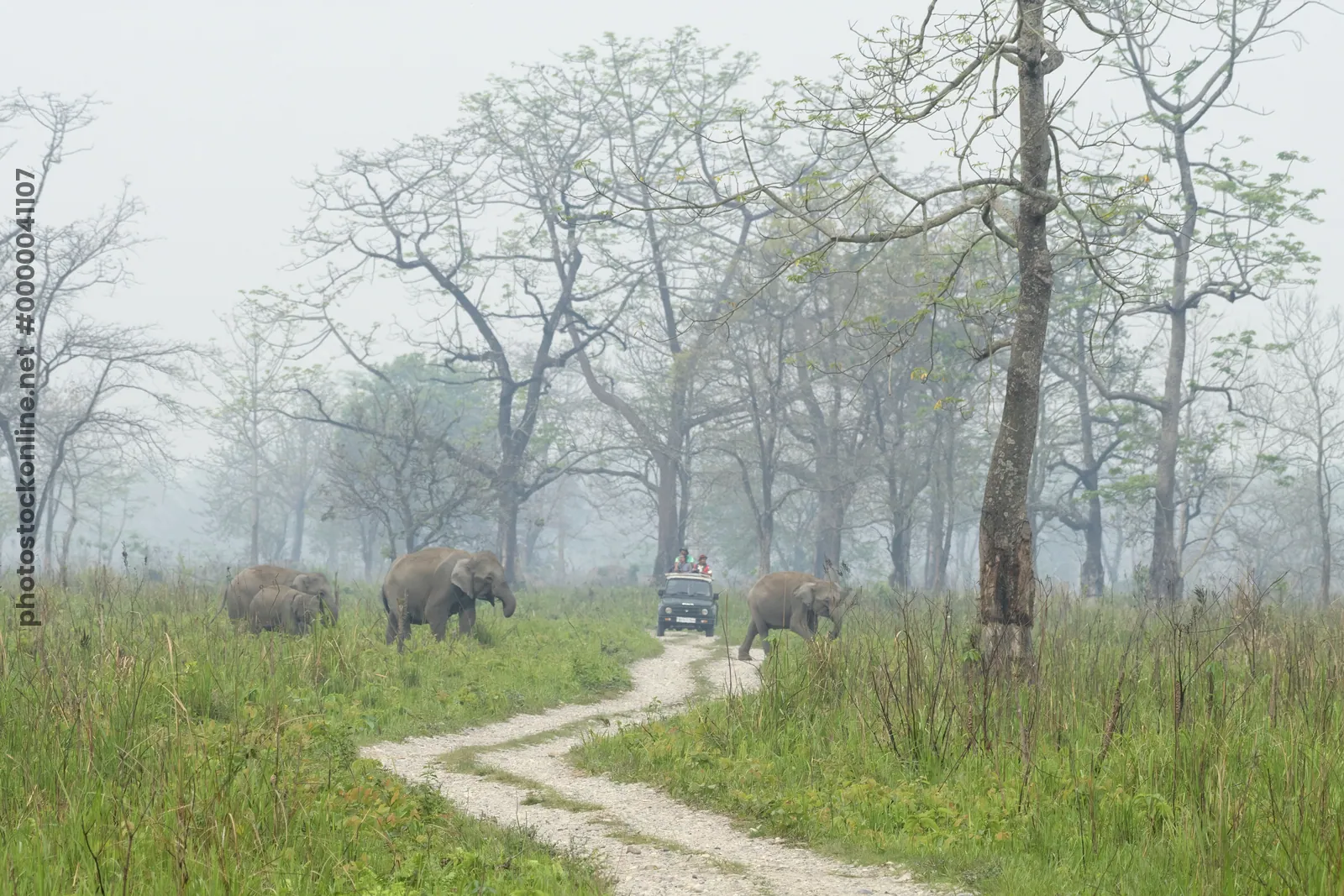 Wild Asian Elephants crossing safari track in Manas National Park, Assam, India