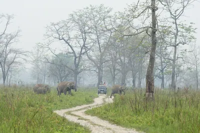 Wild Asian Elephants crossing safari track in Manas National Park, Assam, India
