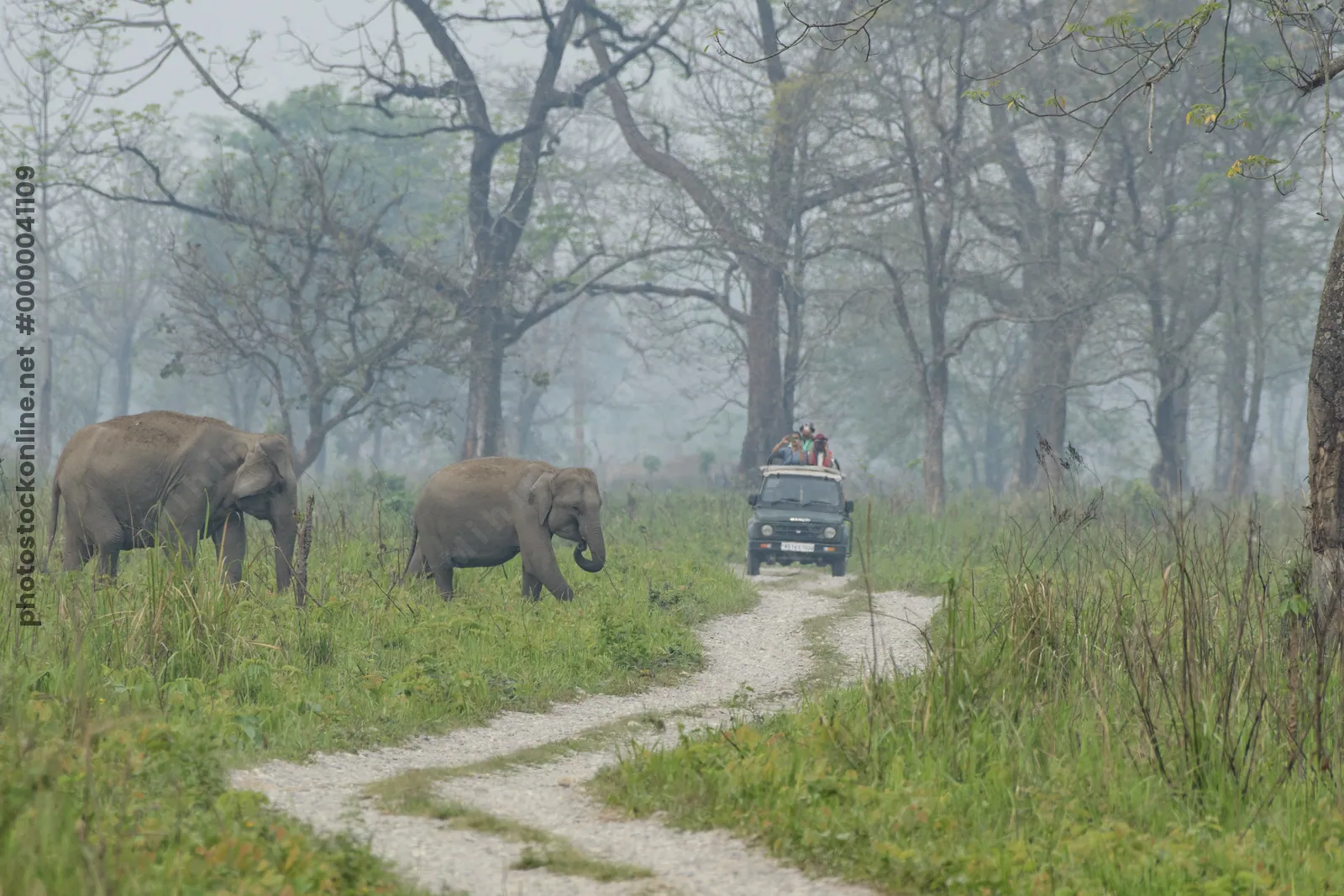 Wild Asian Elephants and safari jeep in Manas National Park, Assam, India