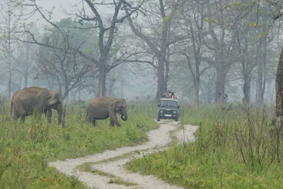 Wild Asian Elephants and safari jeep in Manas National Park, Assam, India