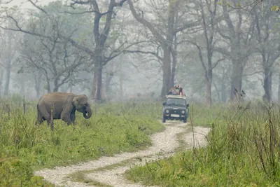 Wild Asian Elephant near safari jeep in Manas National Park, Assam, India