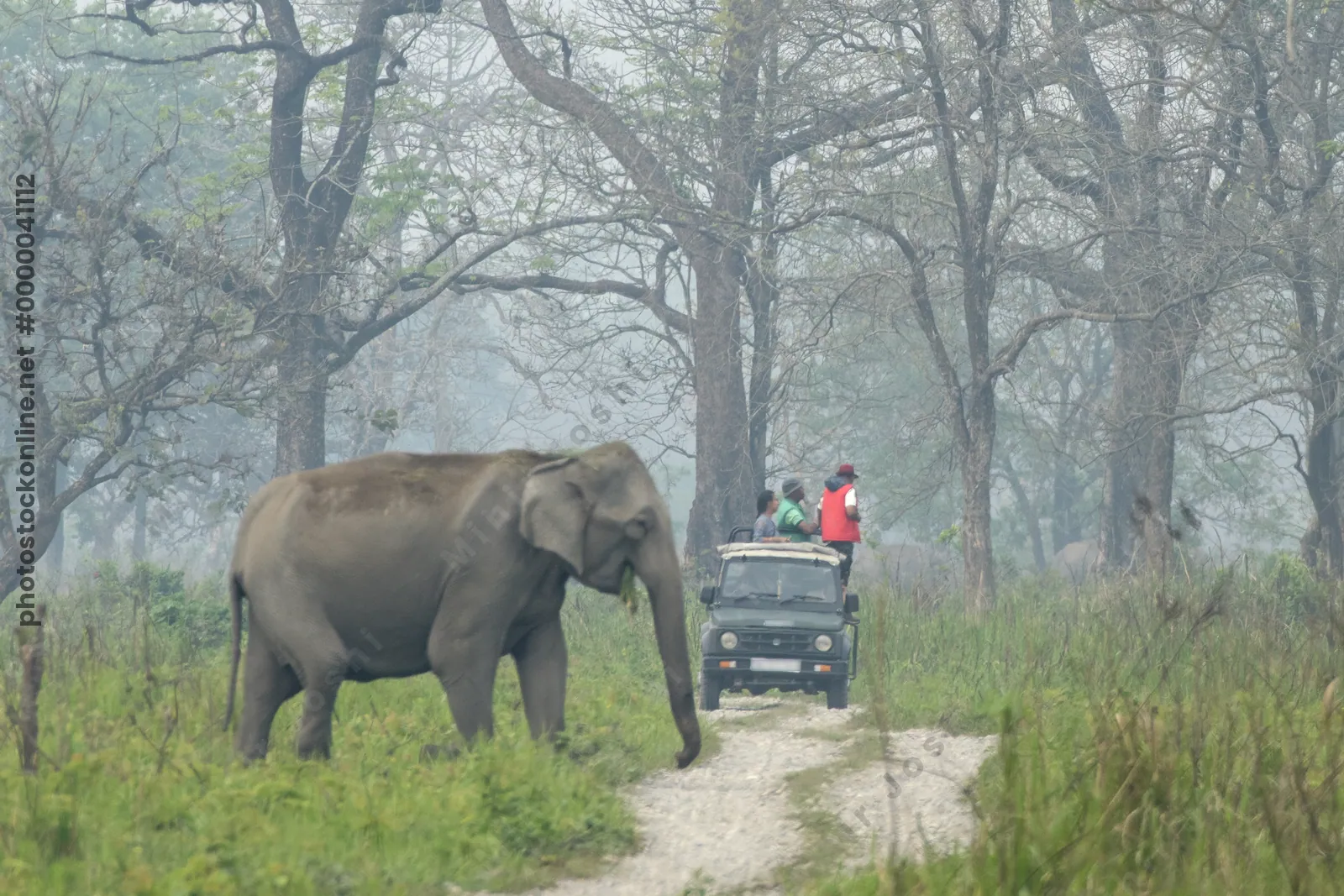 Wild Asian Elephants and safari jeep in Manas National Park, Assam, India
