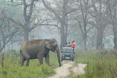 Wild Asian Elephants and safari jeep in Manas National Park, Assam, India