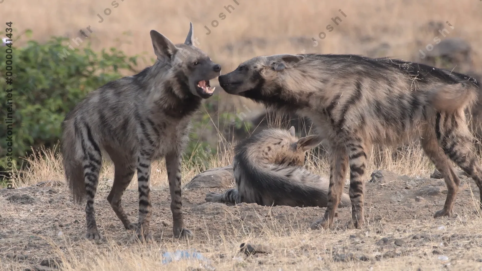 Group of Striped Hyenas interacting in grasslands