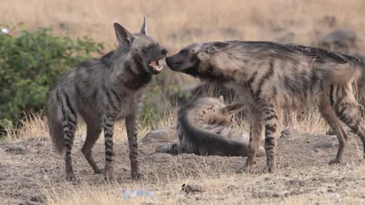 Group of Striped Hyenas interacting in grasslands