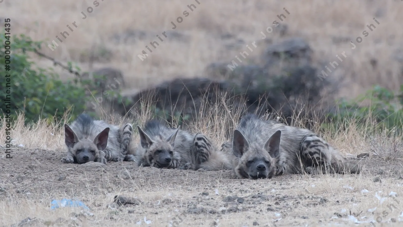 Striped Hyenas resting in dry grasslands of Bhigw