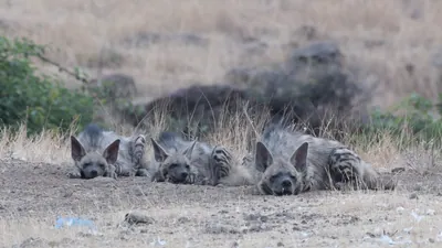 Striped Hyenas resting in dry grasslands of Bhigw