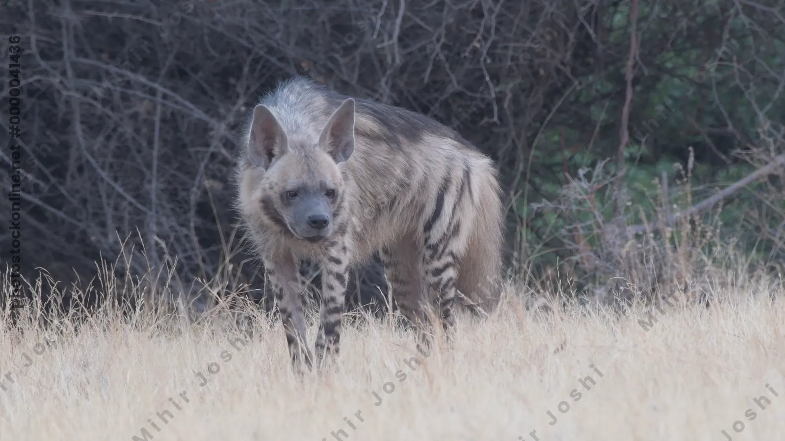 Striped Hyena walking through dry grassland at Bh