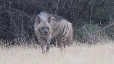 Striped Hyena walking through dry grassland at Bh