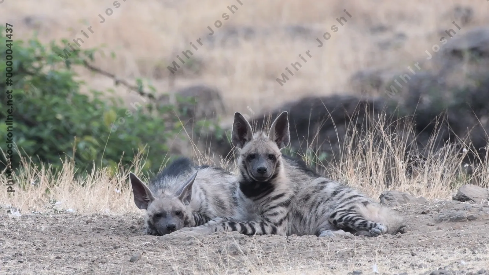 Pair of Striped Hyenas cubs resting in grasslands