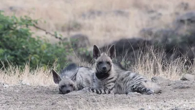 Pair of Striped Hyenas cubs resting in grasslands