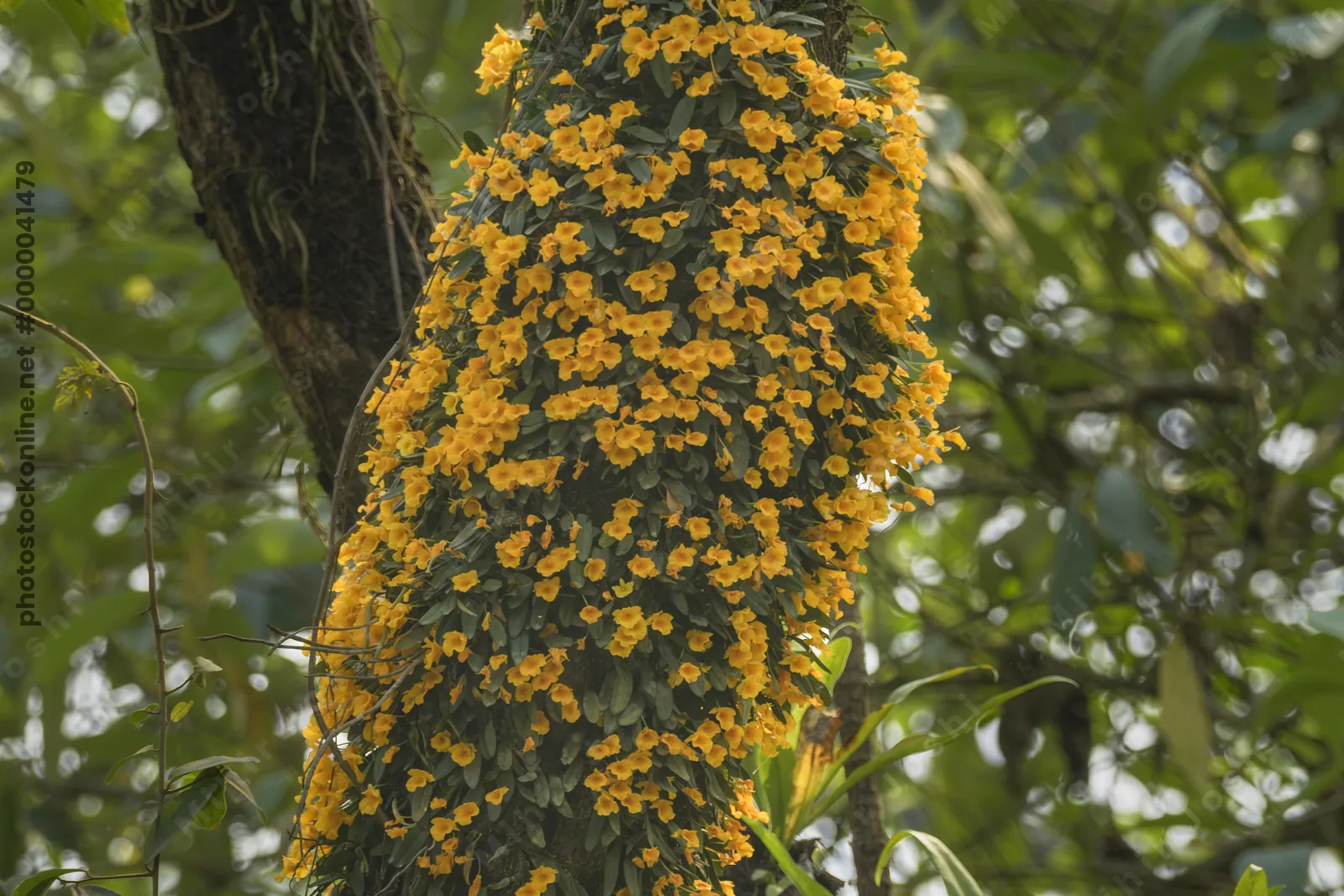 Dendrobium jenkinsii orchid flowering on tree trunk in Manas National Park, Assam, India.