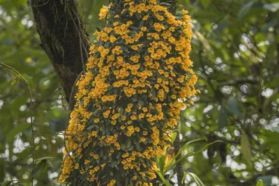 Dendrobium jenkinsii orchid flowering on tree trunk in Manas National Park, Assam, India.