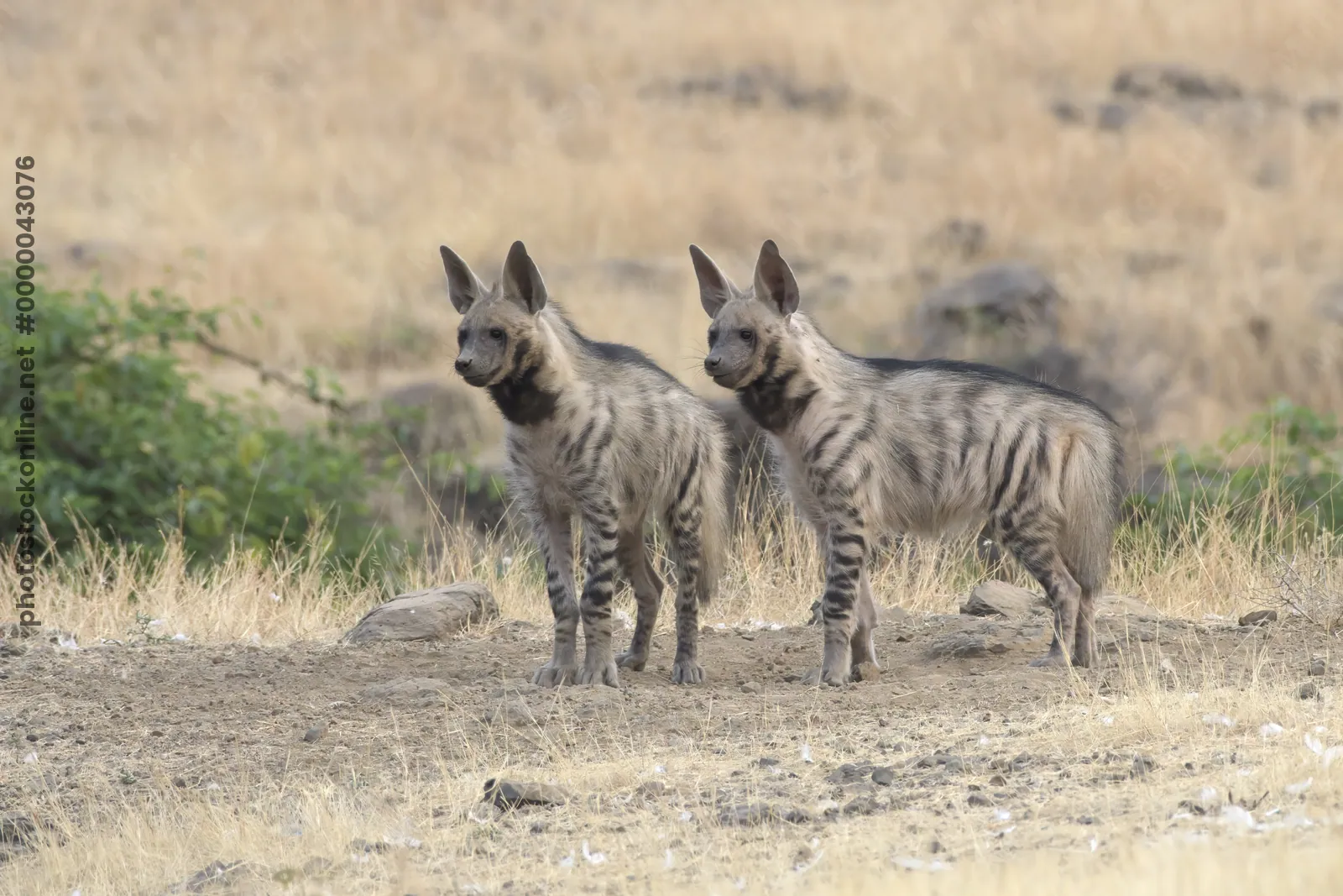 Pair of playful Striped Hyena cubs, Hyaena hyaena in grasslands near Bhigwan, Maharashtra - Indian wildlife behavior scene.