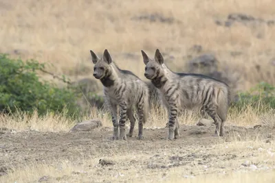 Pair of playful Striped Hyena cubs, Hyaena hyaena in grasslands near Bhigwan, Maharashtra - Indian wildlife behavior scene.