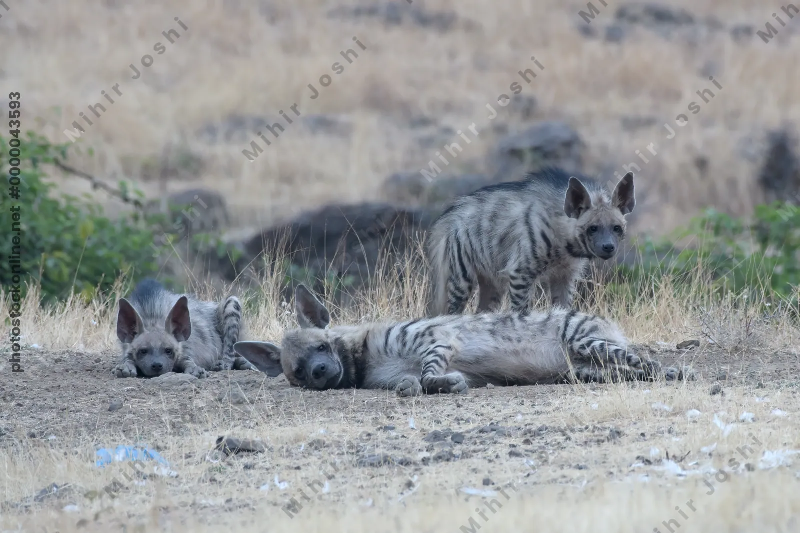 Pair of playful Striped Hyena cubs, Hyaena hyaena in grasslands near Bhigwan, Maharashtra - Indian wildlife behavior scene.