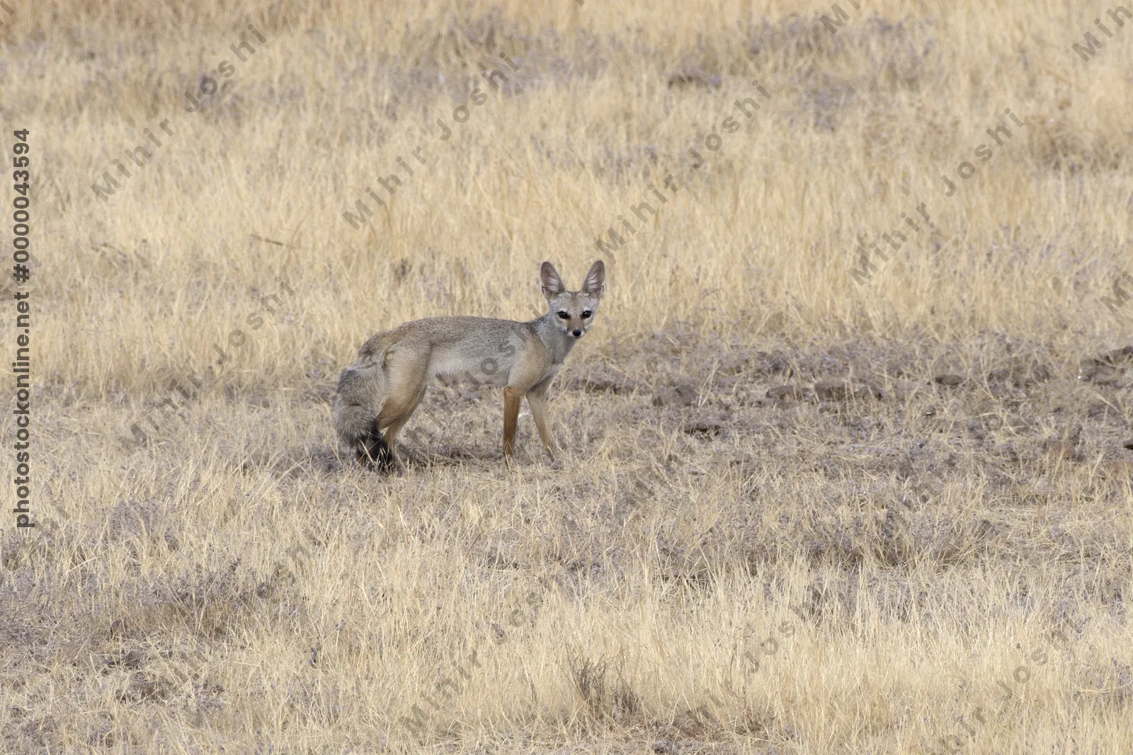 An Indian fox (Vulpes bengalensis) in dry grassland at Bhigwan, Maharashtra, India.