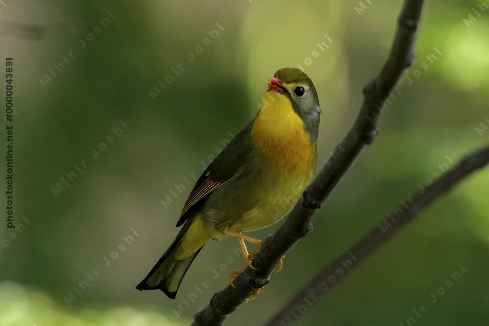 Red-billed Leiothrix (Leiothrix lutea, Leiothrichidae) perched on branch, Janjehli, Himachal Pradesh, India