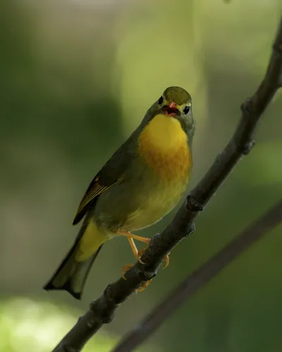 Red-billed Leiothrix (Leiothrix lutea, Leiothrichidae) perched on branch, Janjehli, Himachal Pradesh, India