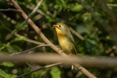 Red-billed Leiothrix (Leiothrix lutea, Leiothrichidae) perched on branch, Janjehli, Himachal Pradesh, India