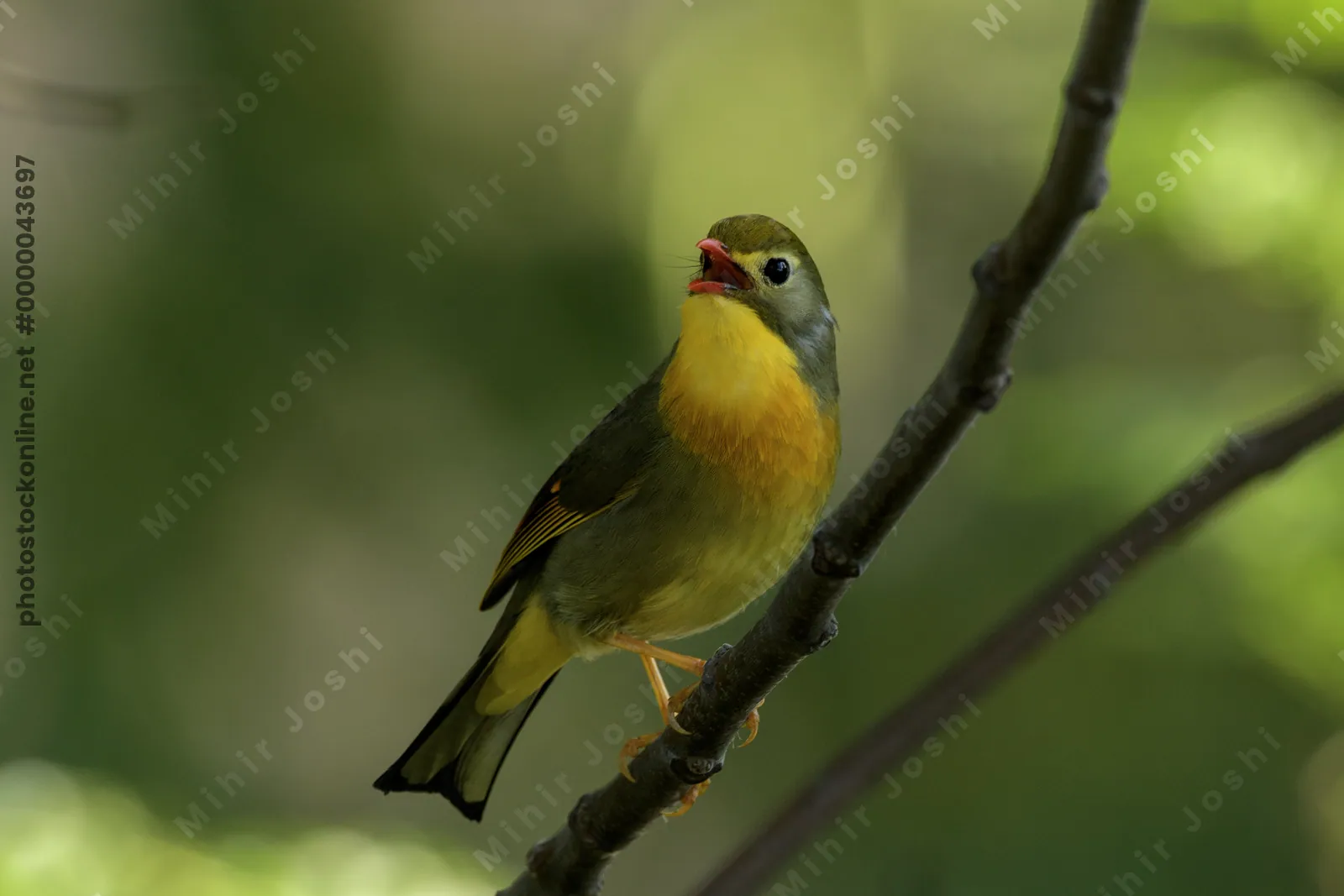 Red-billed Leiothrix (Leiothrix lutea, Leiothrichidae) perched on branch, Janjehli, Himachal Pradesh, India