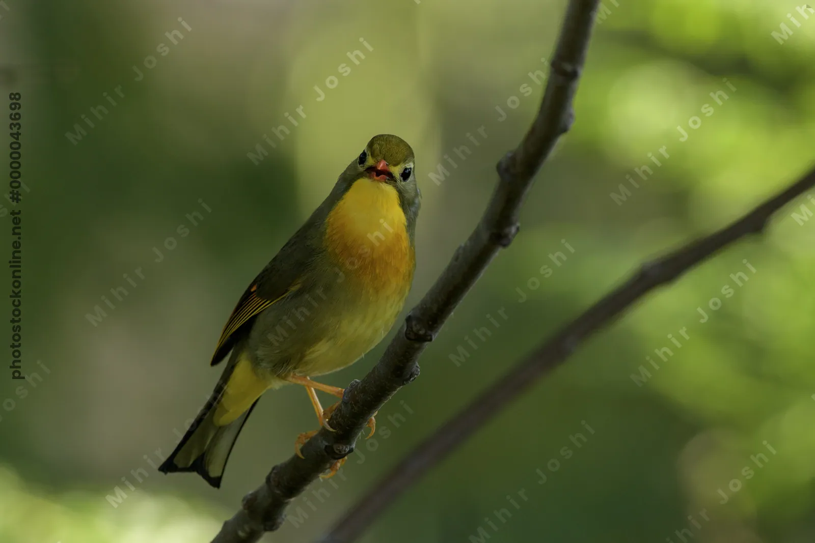 Red-billed Leiothrix (Leiothrix lutea, Leiothrichidae) perched on branch, Janjehli, Himachal Pradesh, India