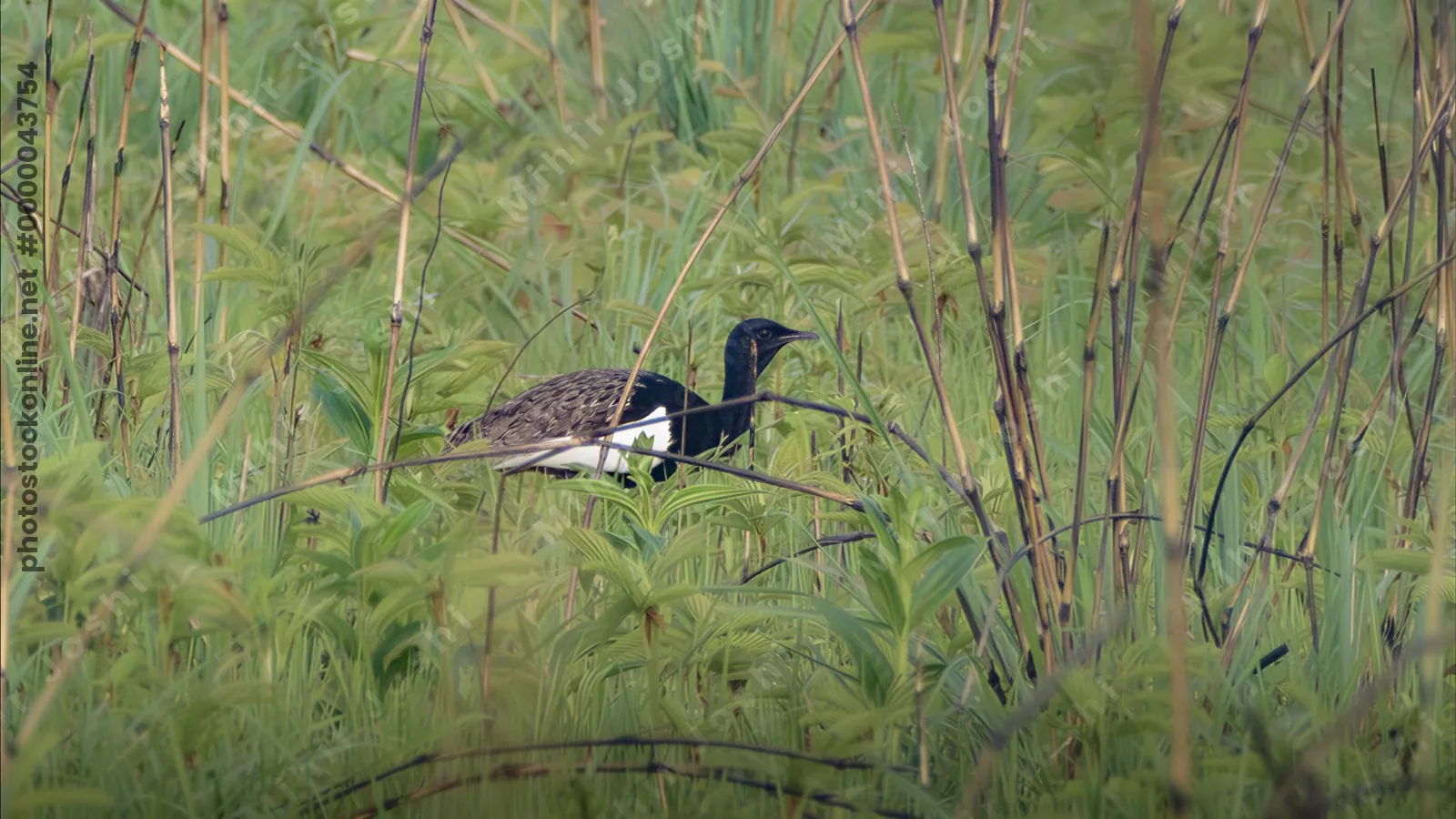 Bengal Florican (Houbaropsis bengalensis) in grassland at Manas National Park, Assam, India