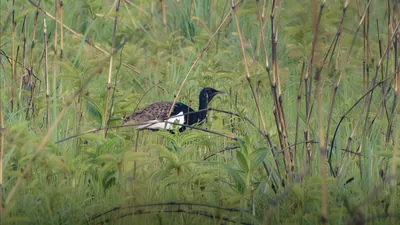 Bengal Florican (Houbaropsis bengalensis) in grassland at Manas National Park, Assam, India
