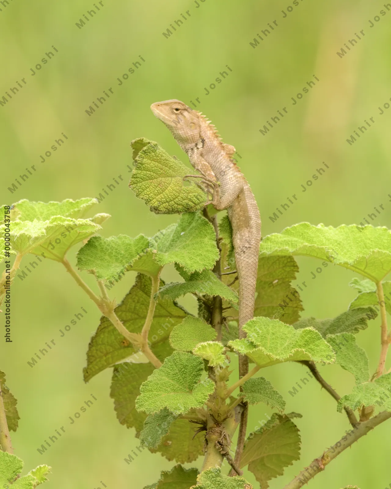 Oriental Garden Lizard (Calotes versicolor) perched on green plant in Manas National Park, Assam, India