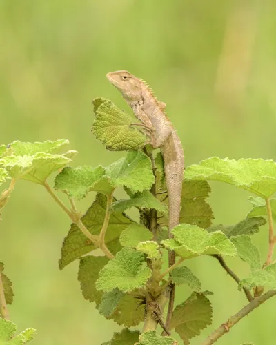 Oriental Garden Lizard (Calotes versicolor) perched on green plant in Manas National Park, Assam, India