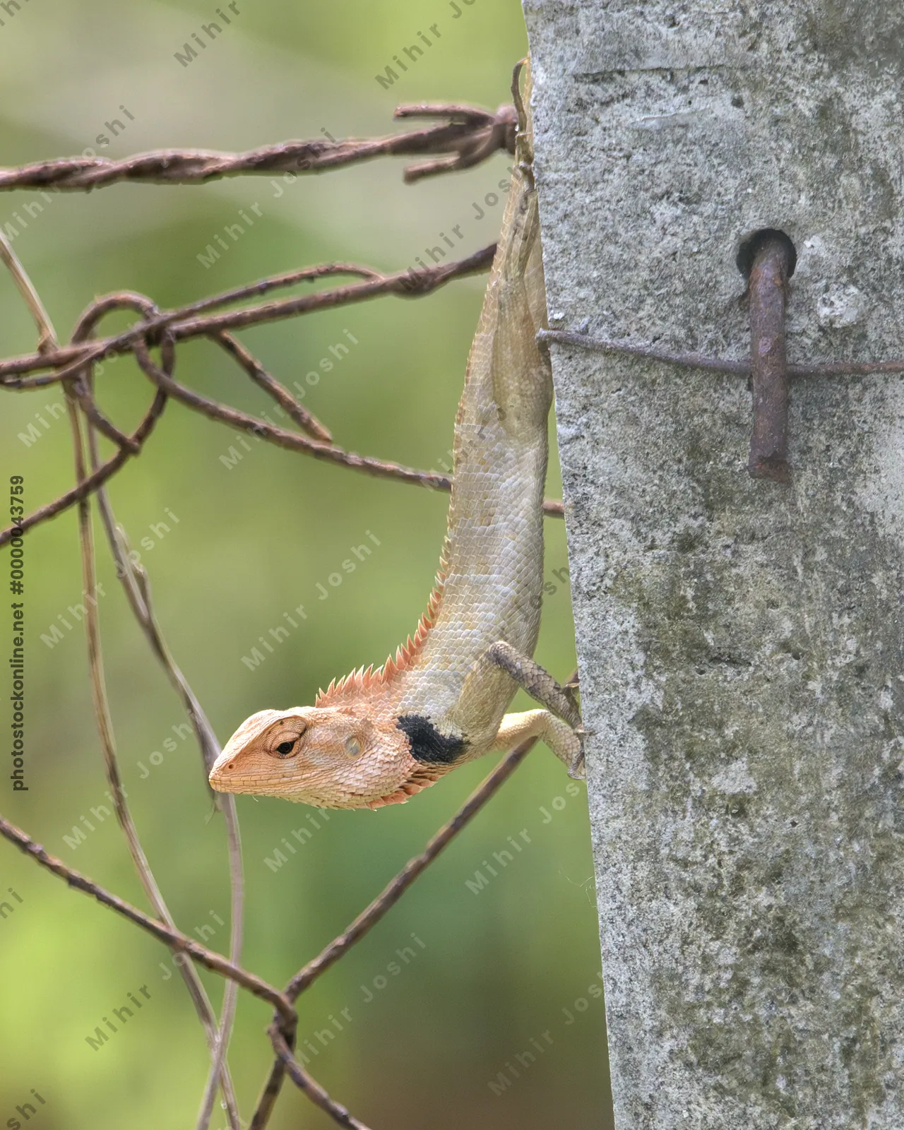 Oriental Garden Lizard (Calotes versicolor) perched on green plant in Manas National Park, Assam, India