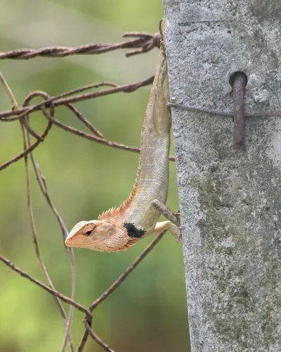Oriental Garden Lizard (Calotes versicolor) perched on green plant in Manas National Park, Assam, India