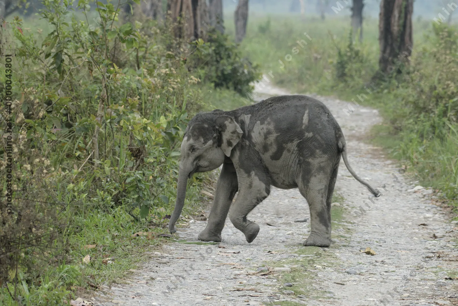 Baby Asian Elephant (Elephas maximus) crossing a forest track in Manas National Park, Assam, India.