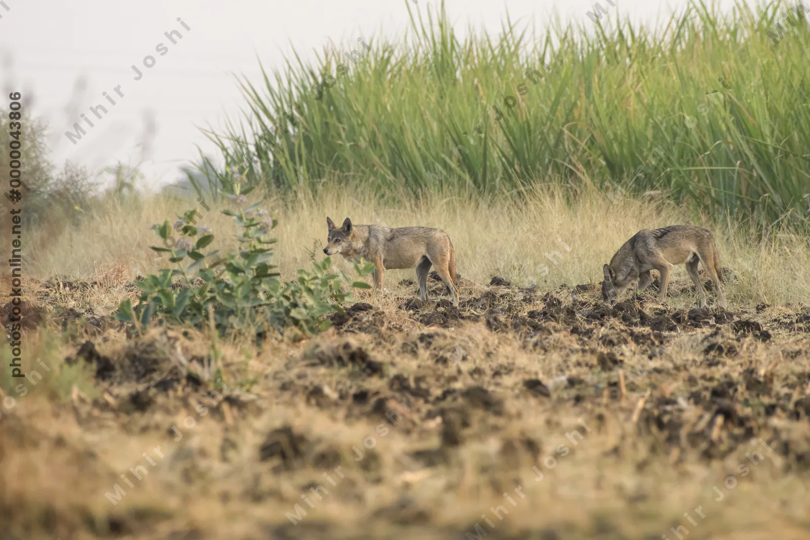 Pair of Indian Grey Wolves (Canis lupus pallipes) exploring farmland in Bhigwan, Maharashtra - rare predators adapting to human landscapes.