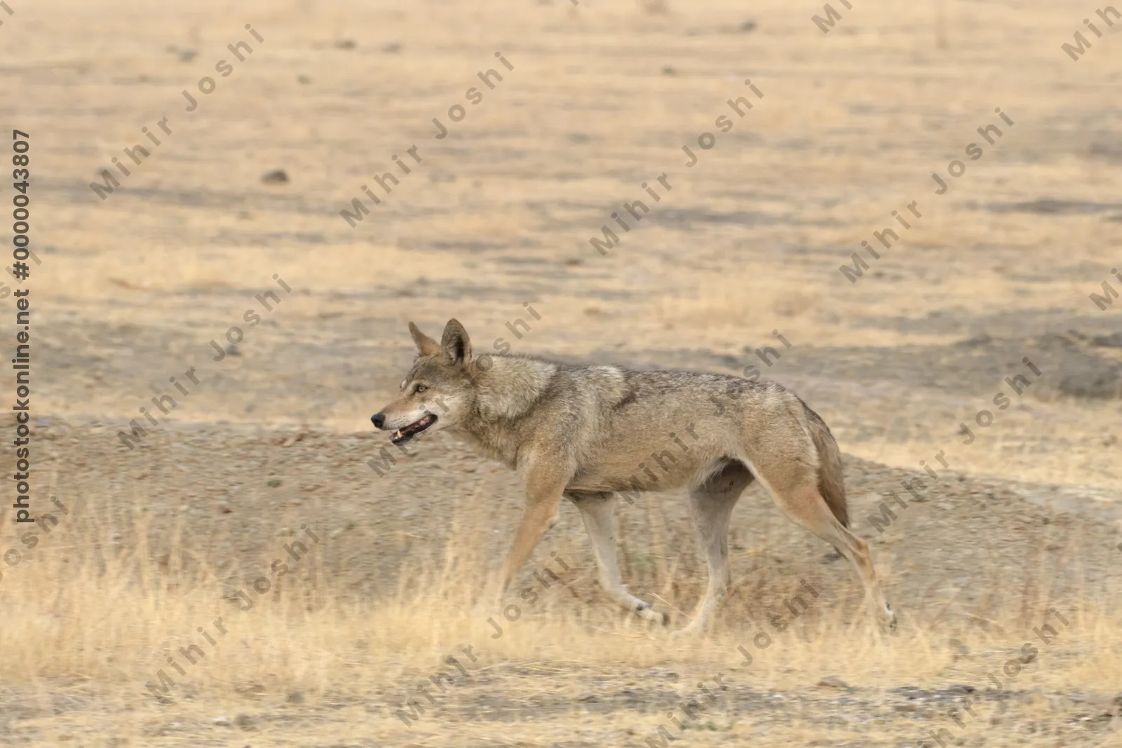 Indian Grey Wolf (Canis lupus pallipes) in dry grasslands of Bhigwan, Maharashtra - a rare predator of Indian savannas.