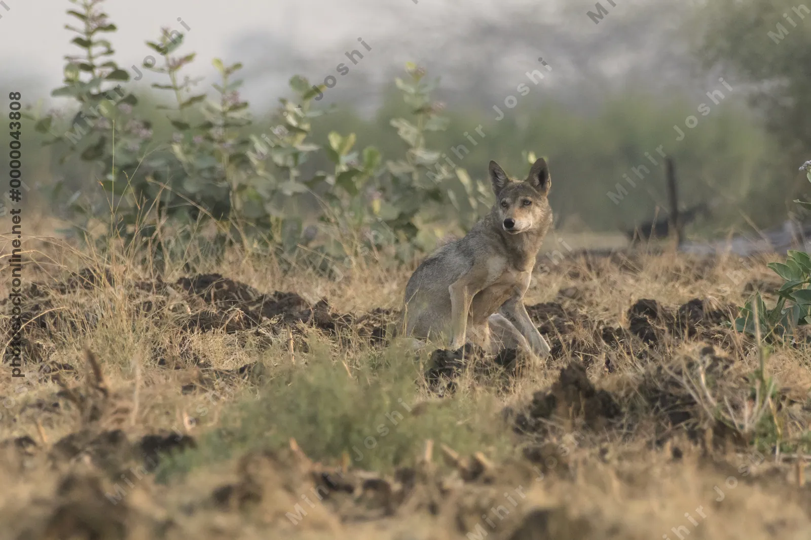 Indian Grey Wolf (Canis lupus pallipes) standing alert on farmland near Bhigwan, Maharashtra - rare predator adapting to rural Indian habitats.
