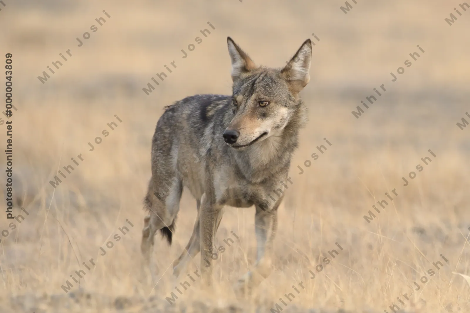 Indian Grey Wolf (Canis lupus pallipes) in dry grasslands of Bhigwan, Maharashtra - a rare predator of Indian savannas.