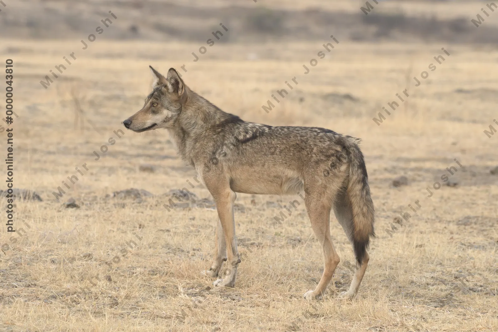 Indian Grey Wolf (Canis lupus pallipes) in dry grasslands of Bhigwan, Maharashtra - a rare predator of Indian savannas.