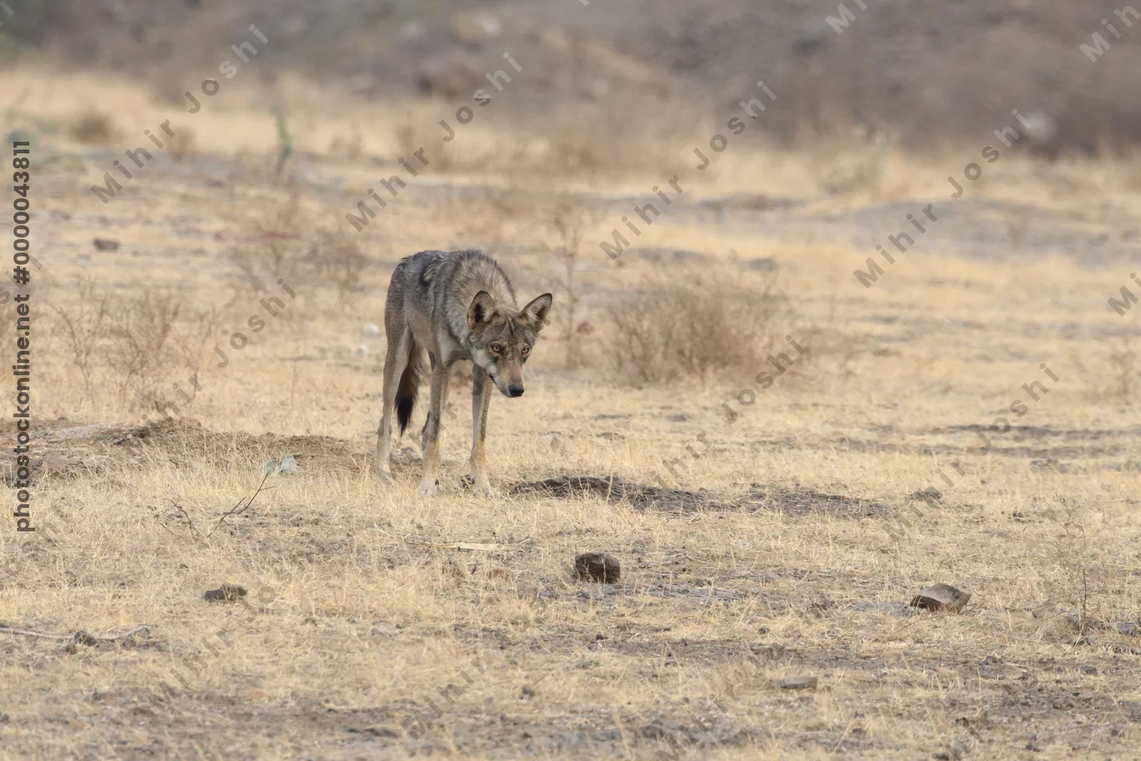Indian Grey Wolf (Canis lupus pallipes) in dry grasslands of Bhigwan, Maharashtra - a rare predator of Indian savannas.