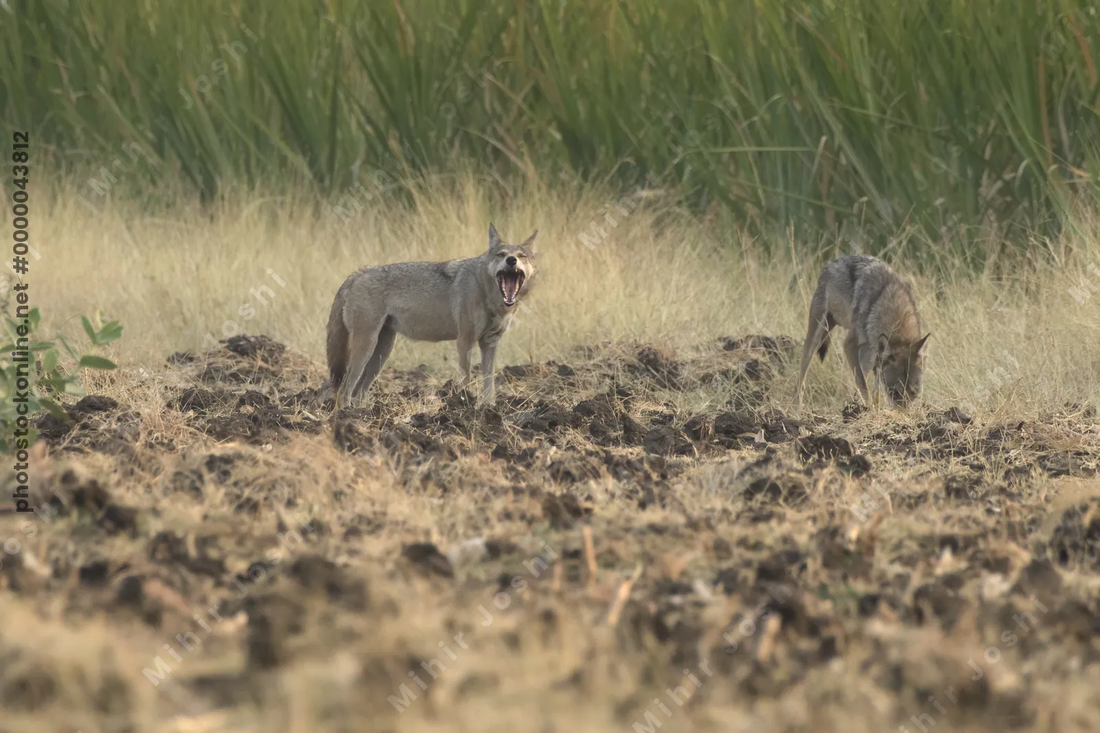 Pair of Indian Grey Wolves (Canis lupus pallipes) exploring farmland in Bhigwan, Maharashtra - rare predators adapting to human landscapes.