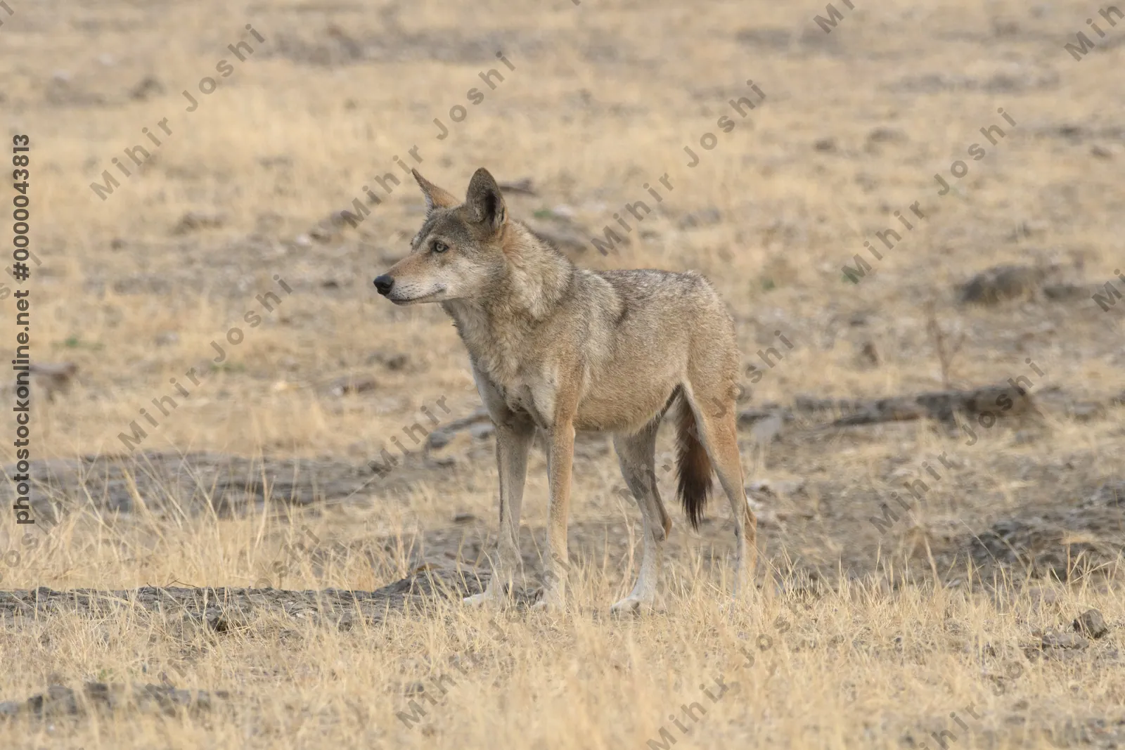 Indian Grey Wolf (Canis lupus pallipes) in dry grasslands of Bhigwan, Maharashtra - a rare predator of Indian savannas.
