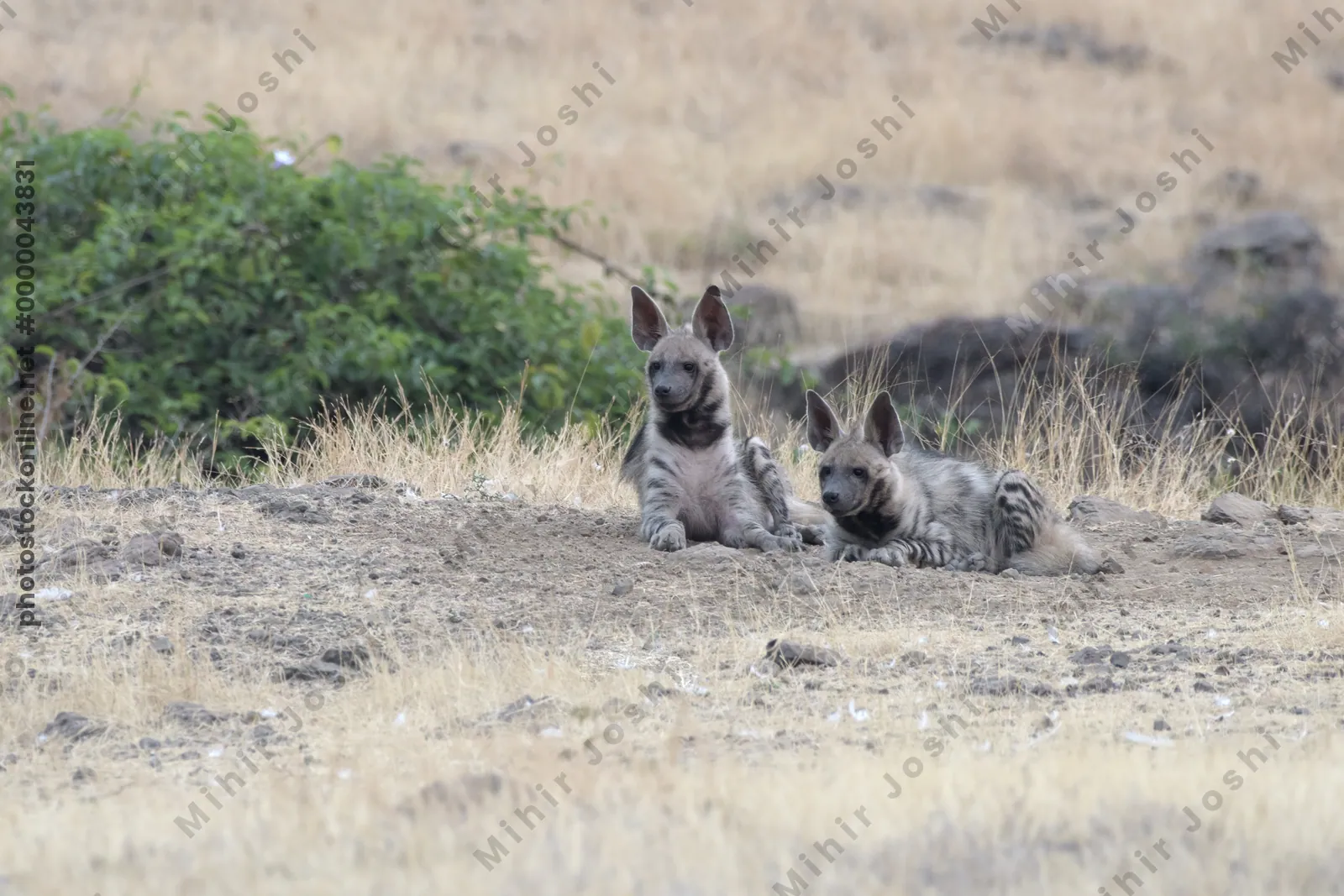 Pair of playful Striped Hyena cubs, Hyaena hyaena in grasslands near Bhigwan, Maharashtra - Indian wildlife behavior scene.