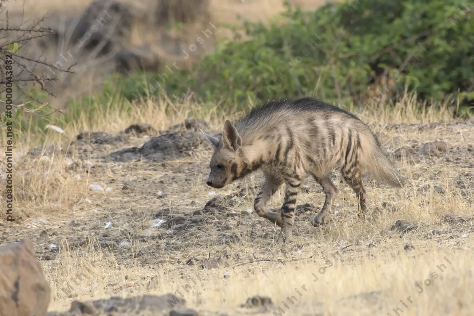 Striped Hyena (Hyaena hyaena) walking through the dry grasslands of Bhigwan, Maharashtra - Indian wildlife habitat scene.
