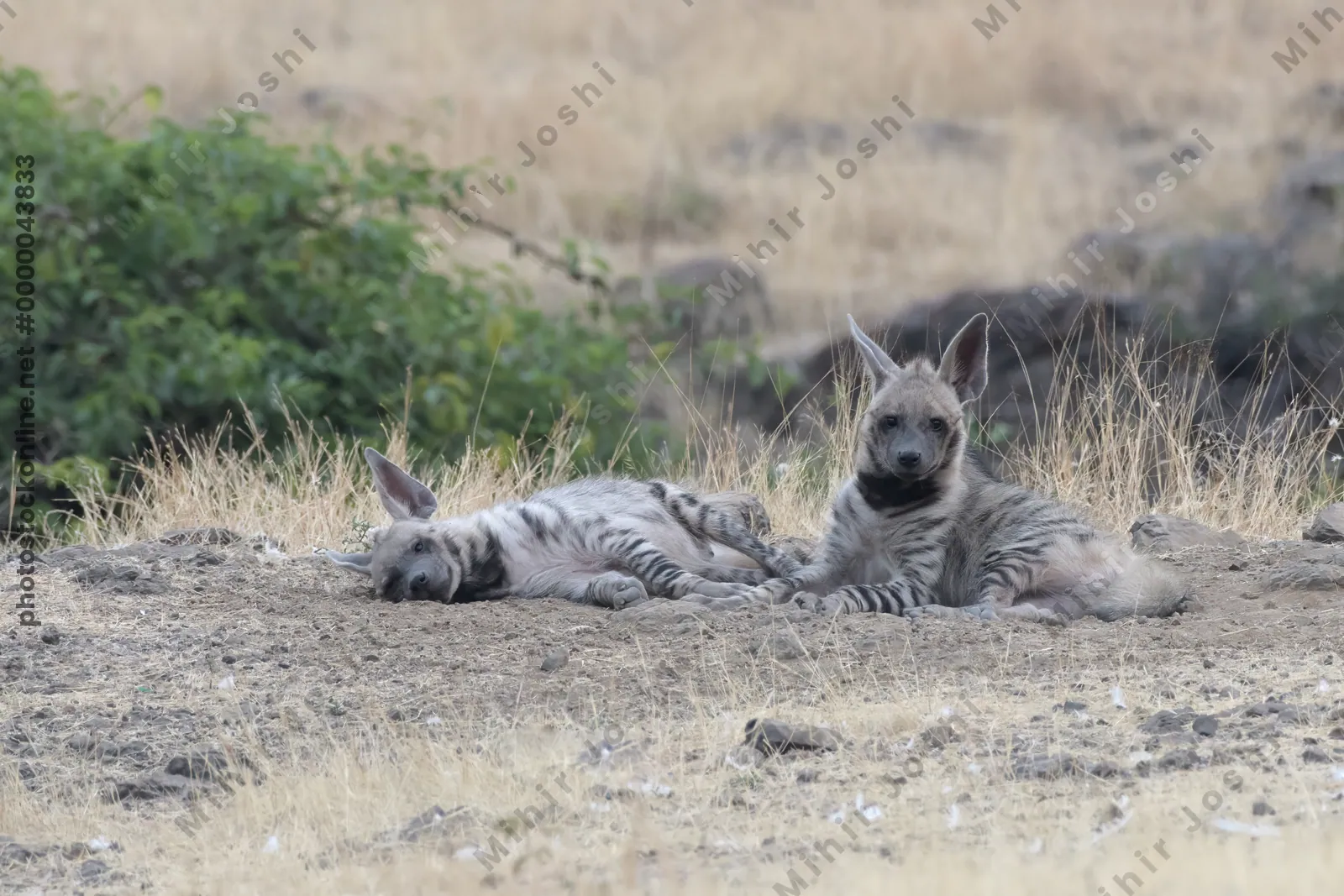 Pair of playful Striped Hyena cubs, Hyaena hyaena in grasslands near Bhigwan, Maharashtra - Indian wildlife behavior scene.