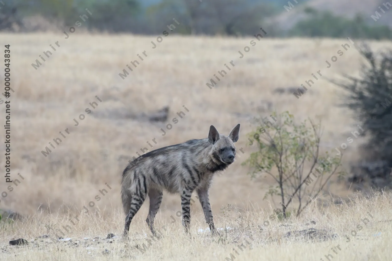 Striped Hyena (Hyaena hyaena) walking through the dry grasslands of Bhigwan, Maharashtra - Indian wildlife habitat scene.